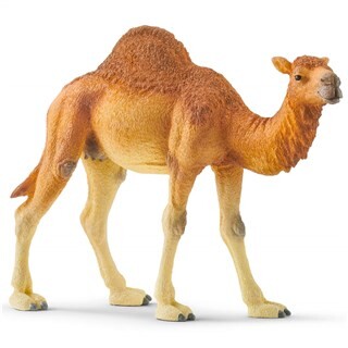 Image of schleich WILD LIFE Dromedaris - 14832