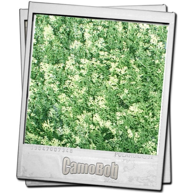 Product image 1 of Camogreen Conifeer Japanse Cipres 50 x 50