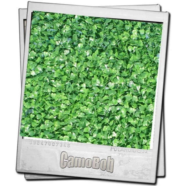 Product image 1 of Camogreen Buxus 50 x 50