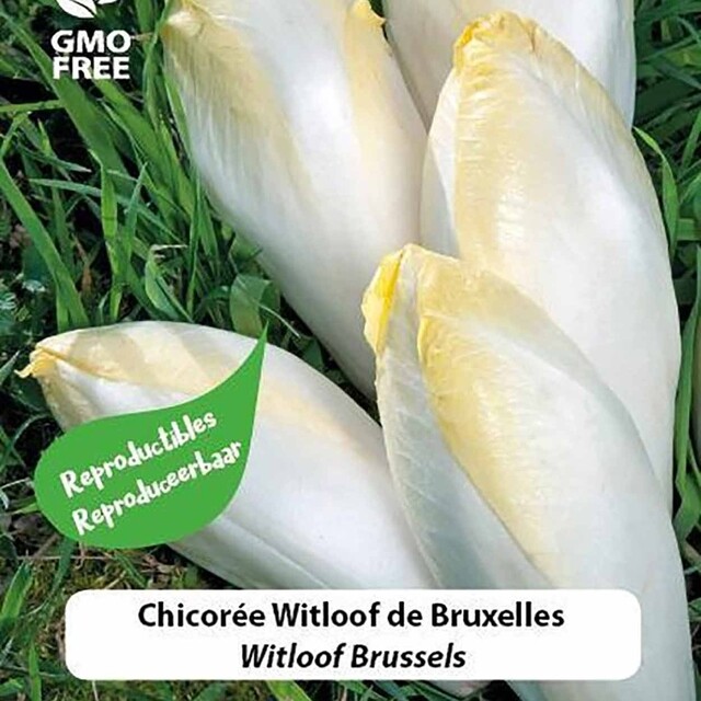 Product image 1 of Protecta Groente Zaden Witlof - Brussels